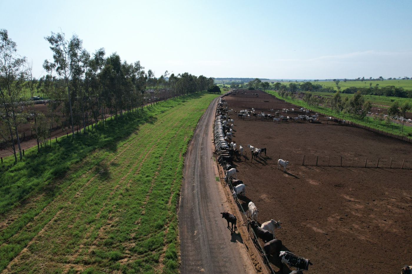 Curral e operação de manejo no confinamento BOITEL JHS