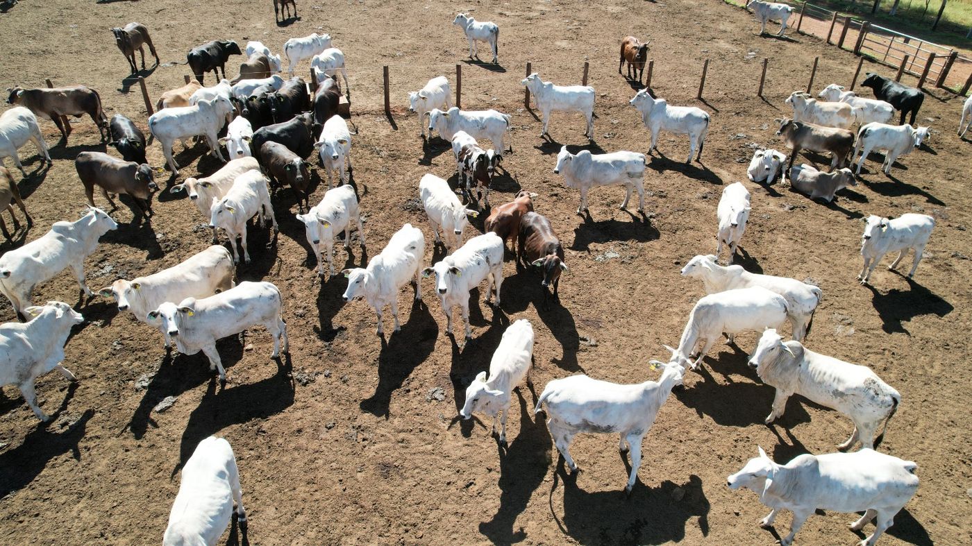 Rebanho Nelore em manejo no confinamento BOITEL JHS em Pedranópolis